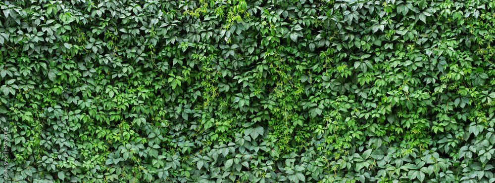 green-plant-adobe-stock.jpg