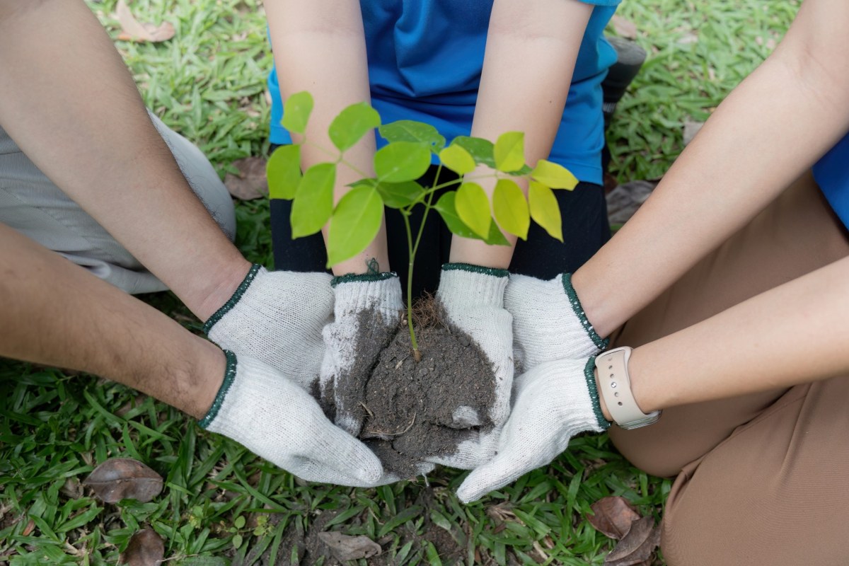 Three people holding a sapling on some soil