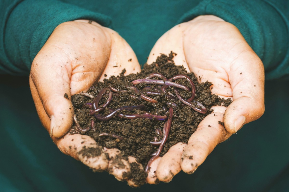 two hands holding a small pile of earth and worms