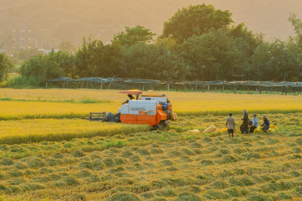 Farmers harvest rice on a field