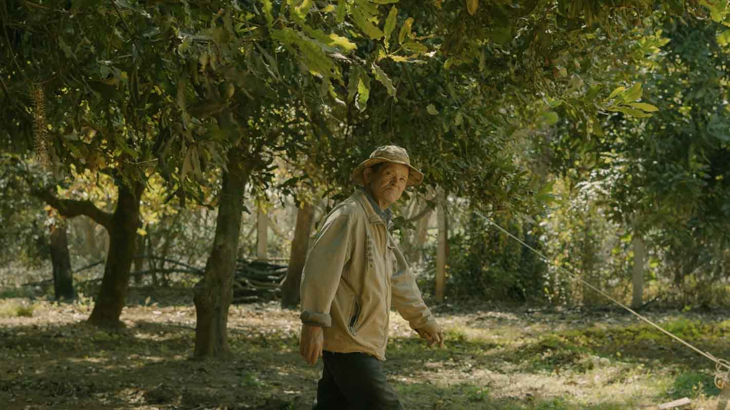 A person wearing a hat and light jacket walks through a shaded orchard area with trees and greenery surrounding them.