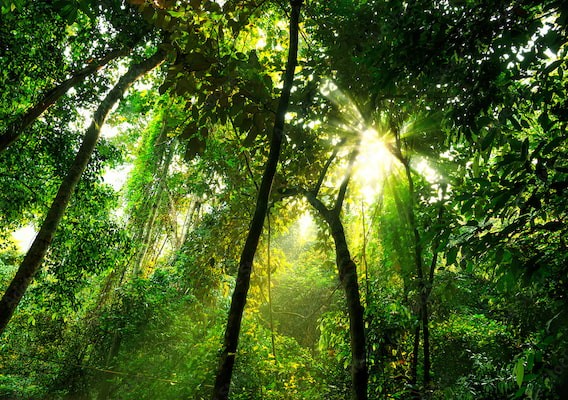 Alt Text is not present for this image, Taking dc:title 'news-2-carbon-credits'