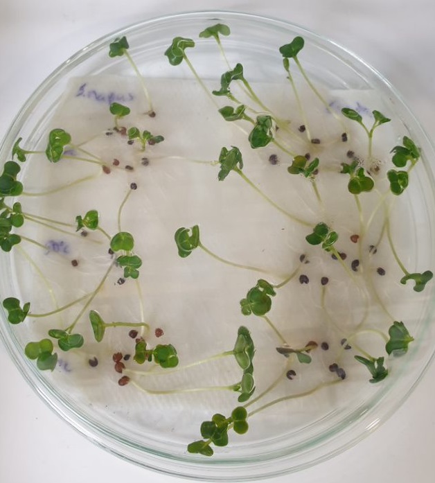 rapeseed sprouts in a petri dish