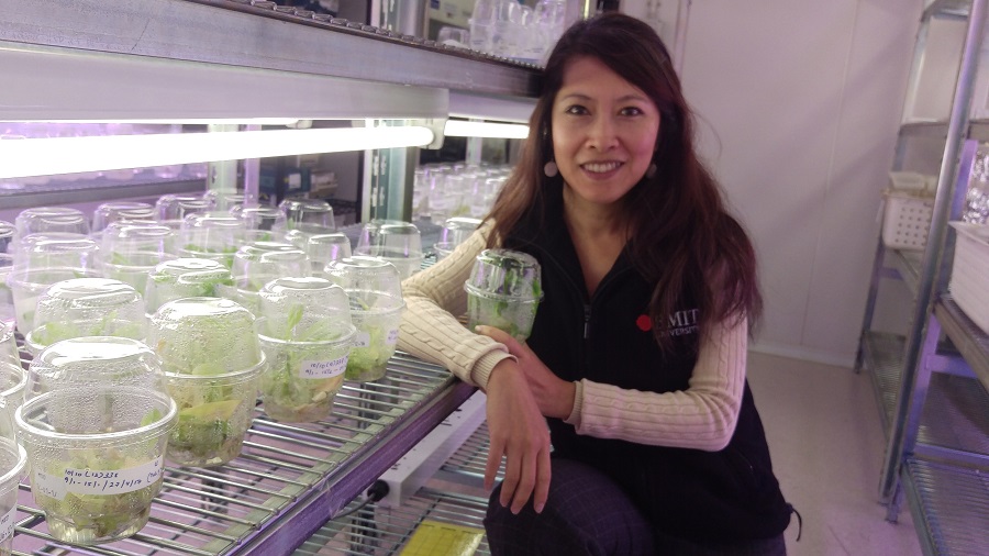 Associate Professor Tien Huynh next to some seedlings in plastic boxes in a lab