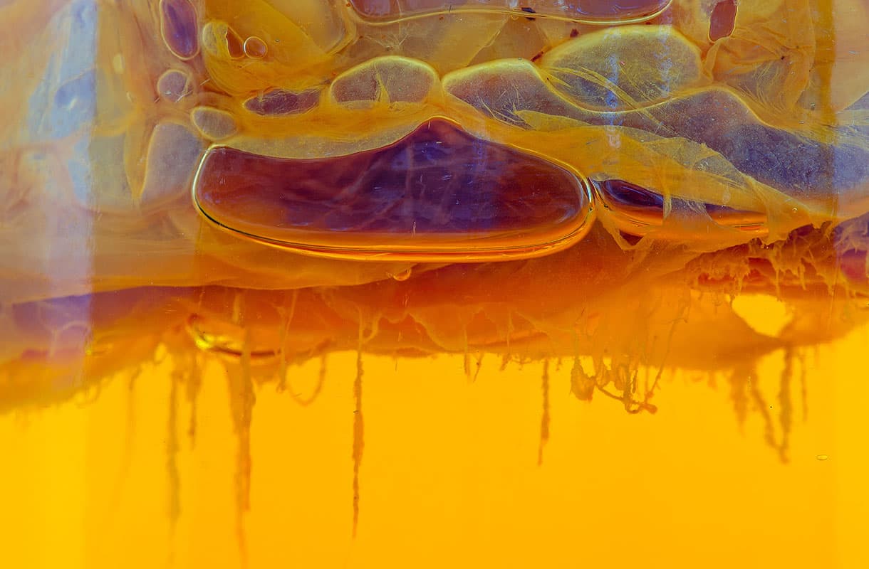 Close-up view of a SCOBY, a gelatinous layer of bacteria and yeast, floating at the top of amber kombucha liquid with strands hanging below.