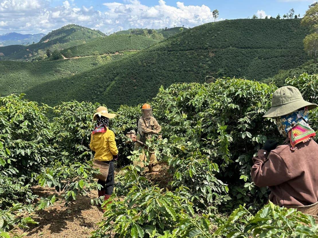 Coffee farmers working on mountainous coffee plantation