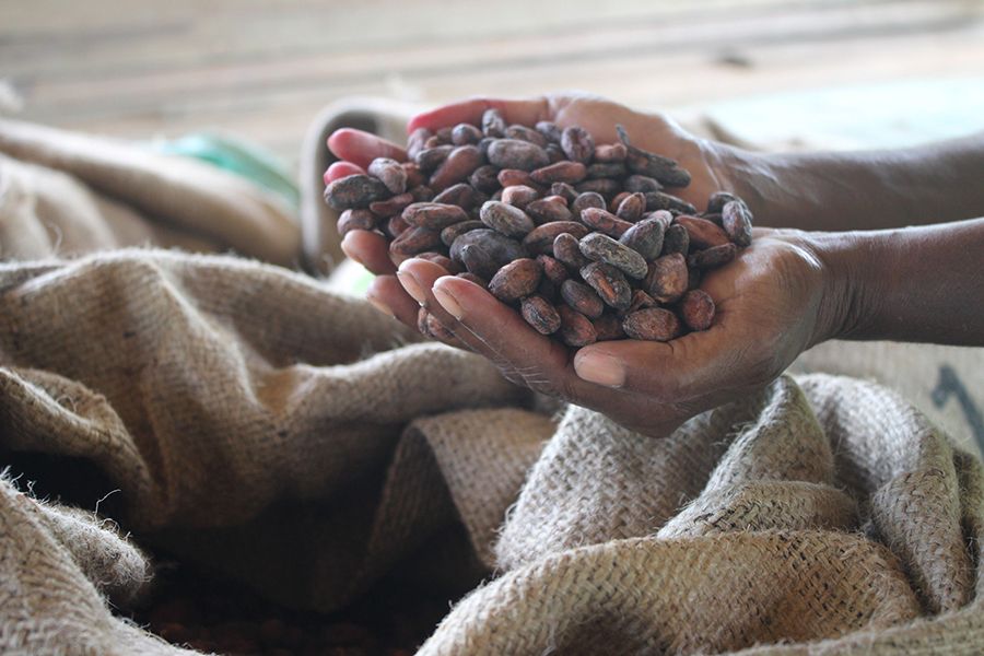 Cocoa beans held by hand