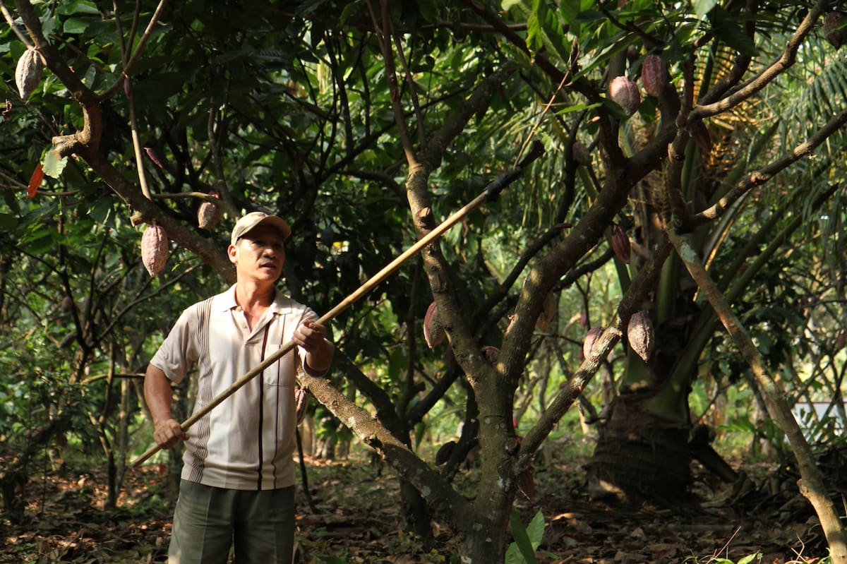 Farmer harvesting cocoa pods