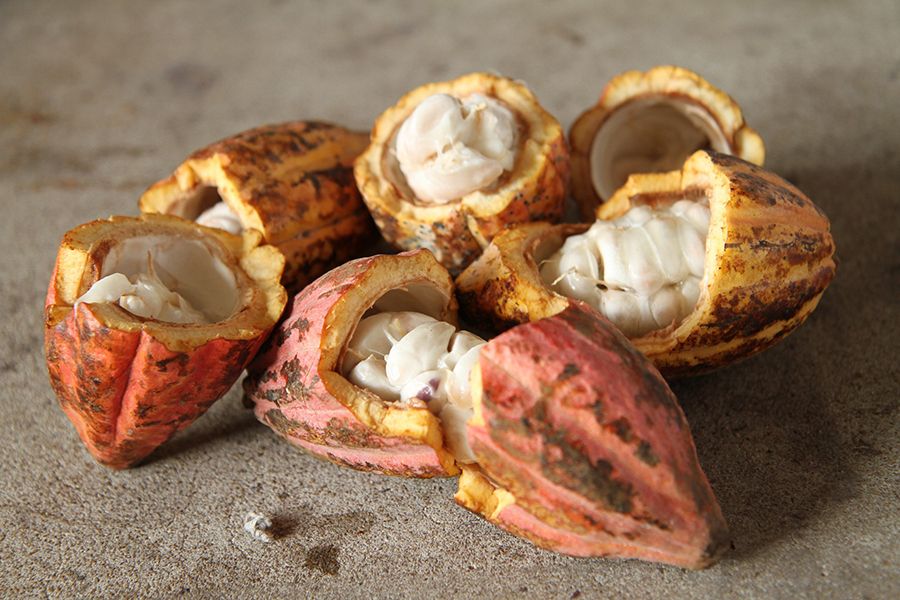 Fresh cocoa pods opened to reveal cocoa beans