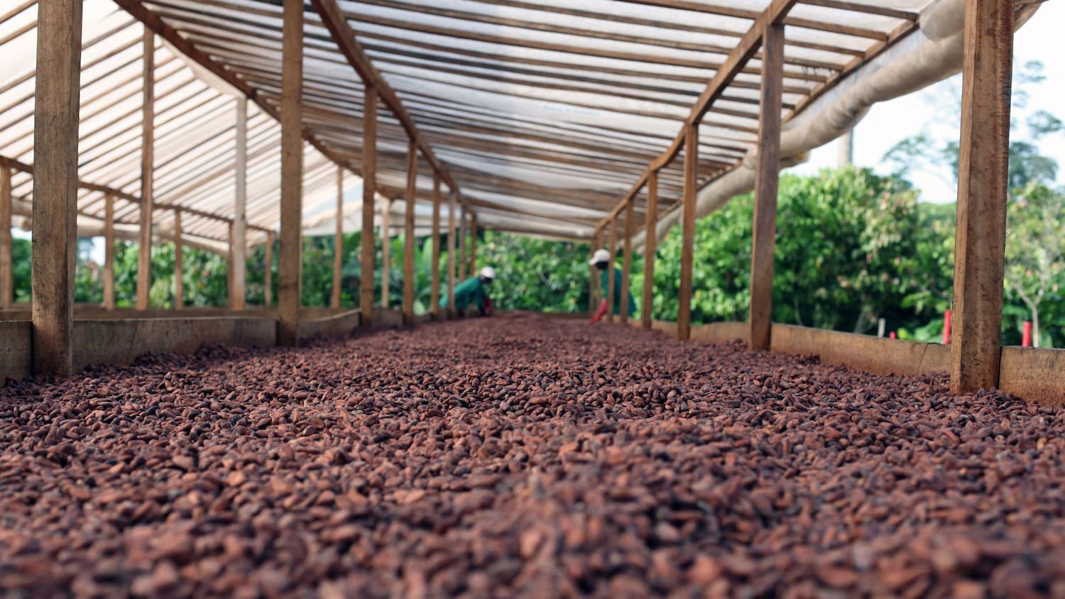 Processing cocoa in the farm