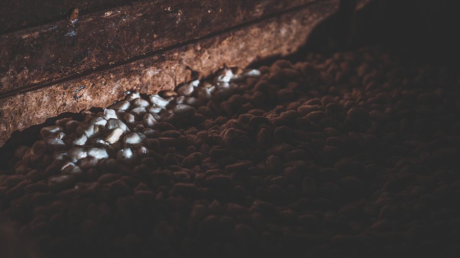 Cocoa beans are being processed