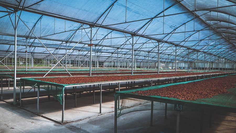 Cocoa in a key processing step