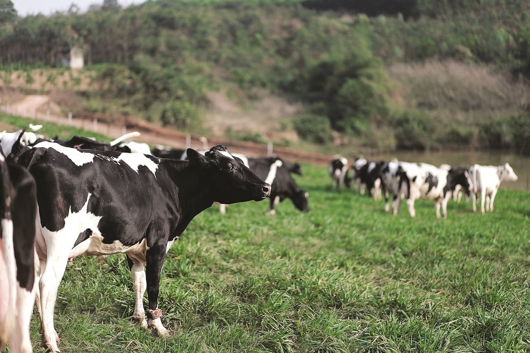 70,000 dairy cows supporting sustainable milk production