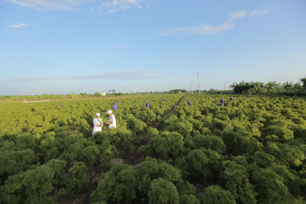 Experts and farmers working together in a medicinal plant field