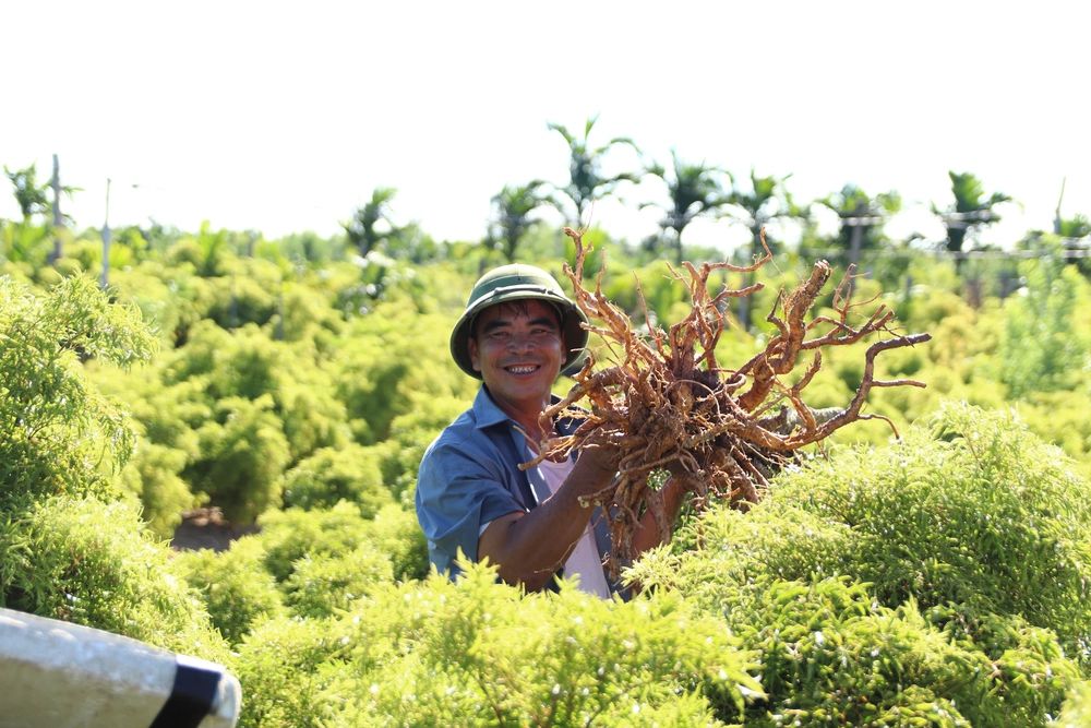 Local farmer harvesting medicinal plant roots in the field