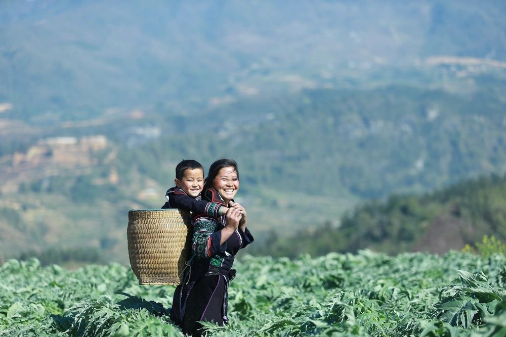 Local farmer in a medicinal plant field