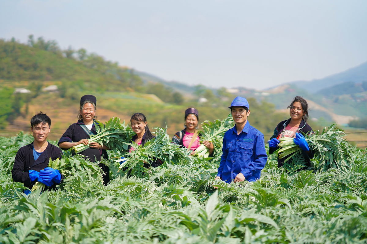 Local farmers harvesting medicinal plants in the field