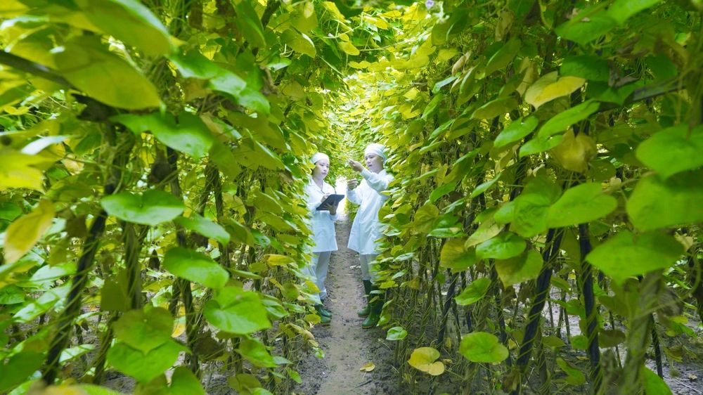 Researchers monitoring medicinal plants in a cultivation field