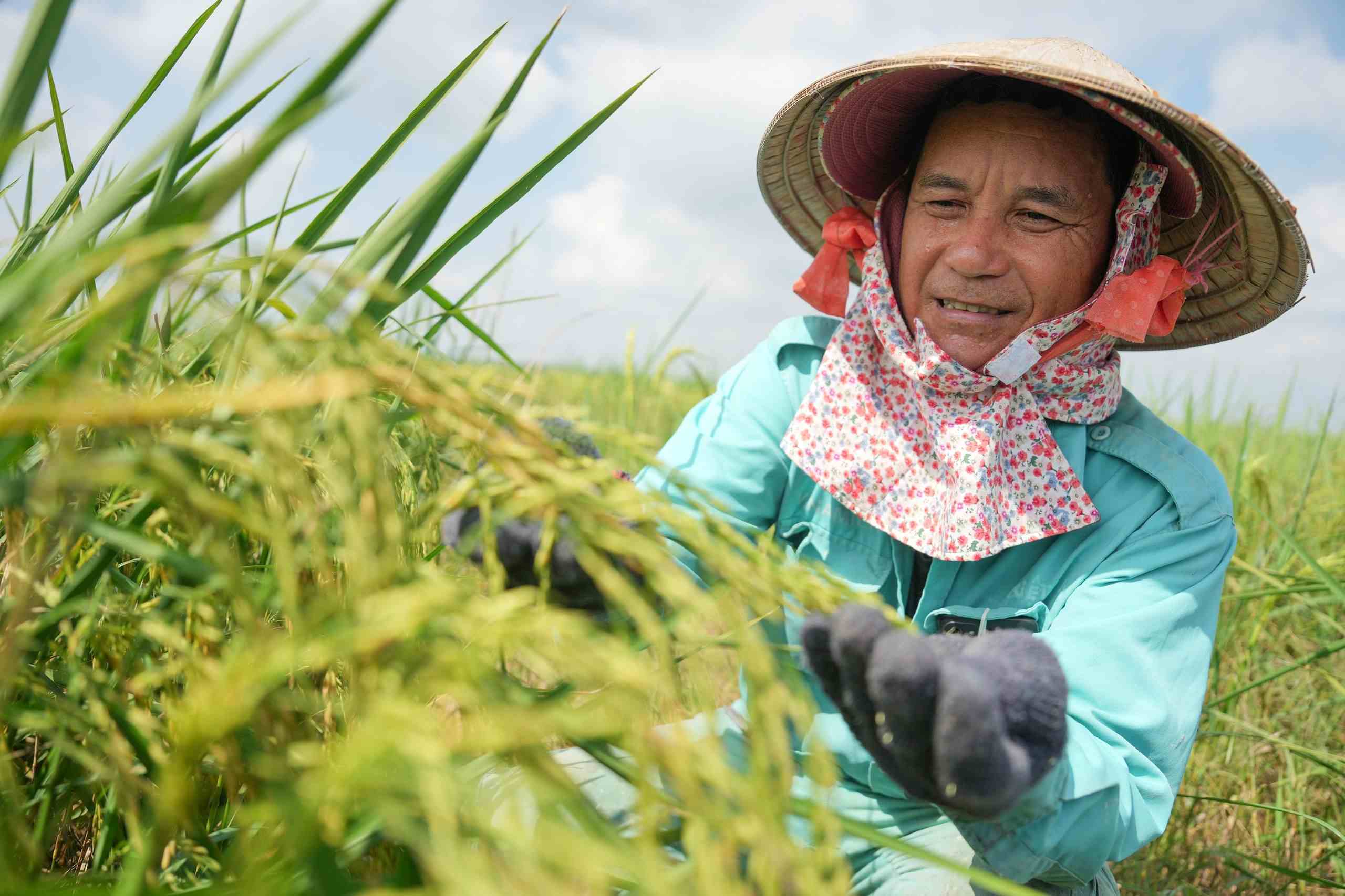 Farmer tends to ripening rice in a sunny paddy field