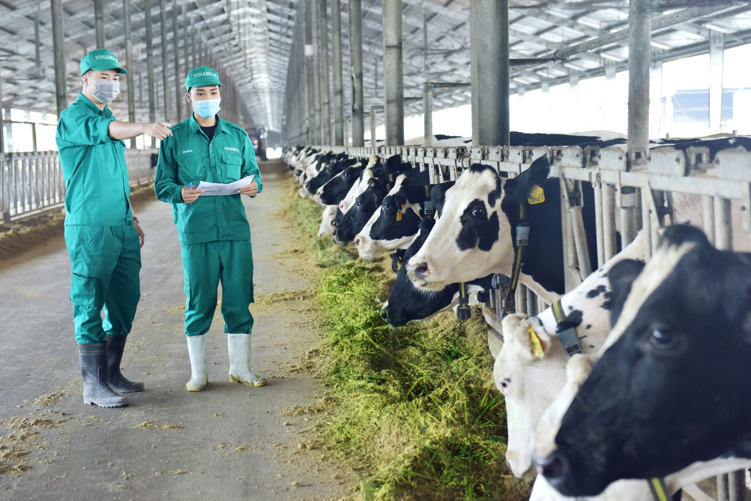Staff monitor dairy cows at a Vinamilk Green Farm