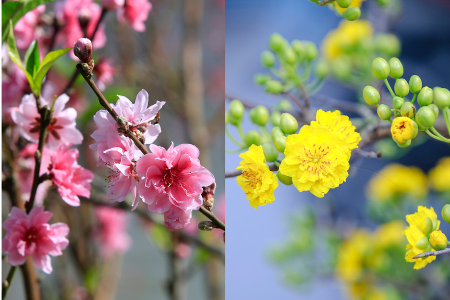 Yellow flowers and pink flowers on a branch.