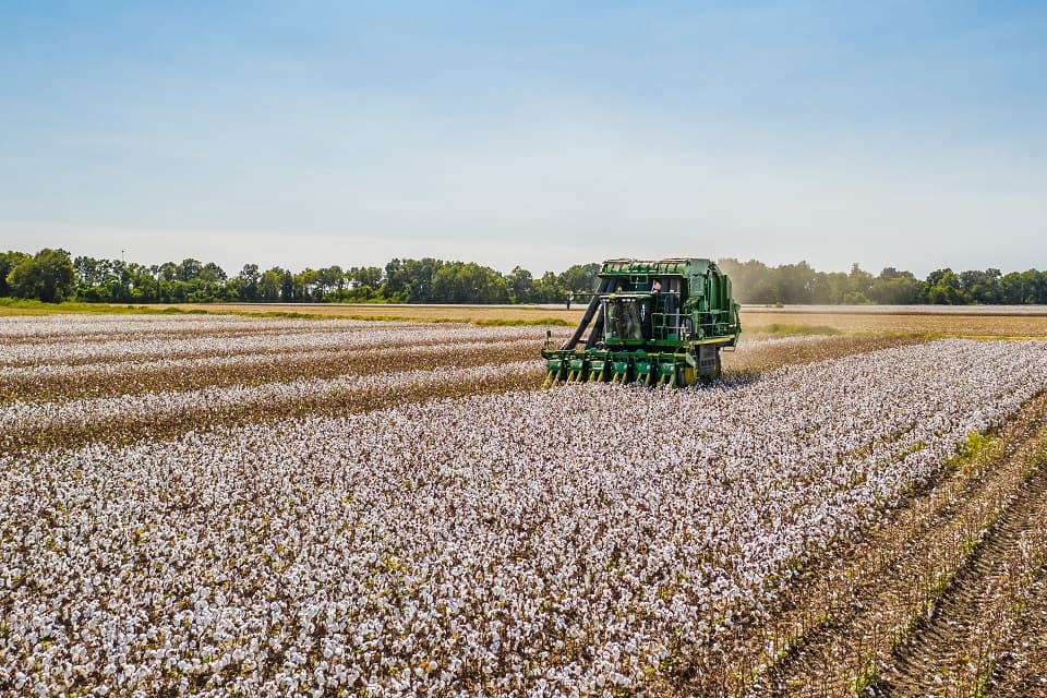 A cotton field being harvested by a large green machine