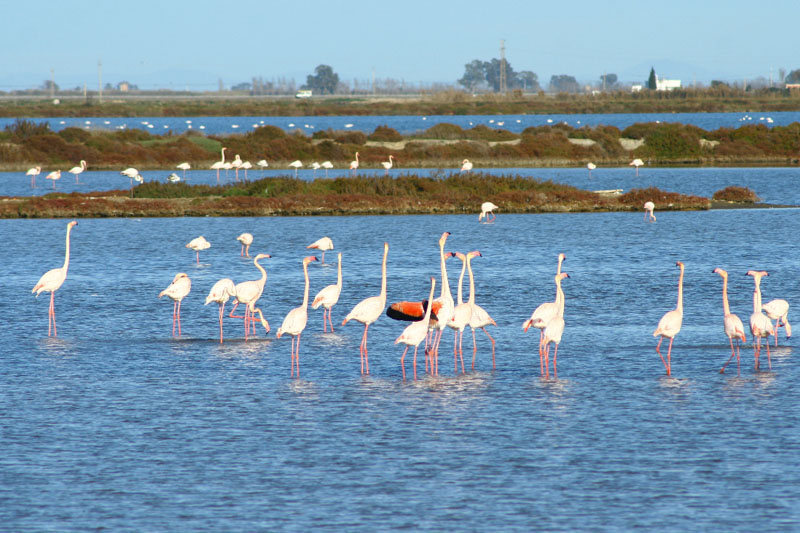 news-1-students-in-vietnam-and-spain-tackle-mass-tourism-in-spains-ebro-delta-natural-park