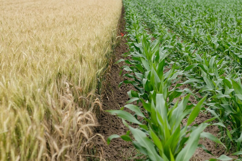 Two fields of crops side by side