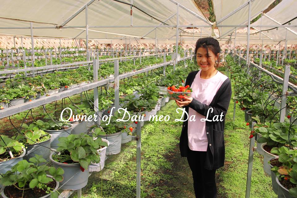 Le Hong Ngoc displays fresh strawberries from her company Dau Meo in Da Lat.