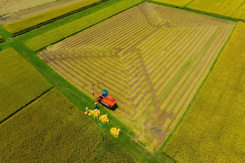 A rice field viewed from above
