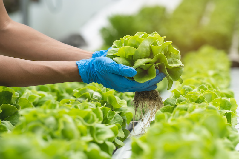 Two hands holding a head of lettuce