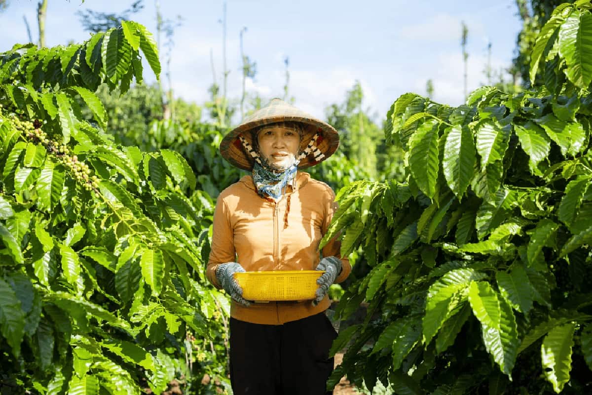 Female Vietnamese coffee farmer  wearing a conical hat, grey scarf and gloves, yellow jacket, holding a plastic yellow basket. She is framed on both sides by coffee bushes that are taller than her. It's a sunny day. 
