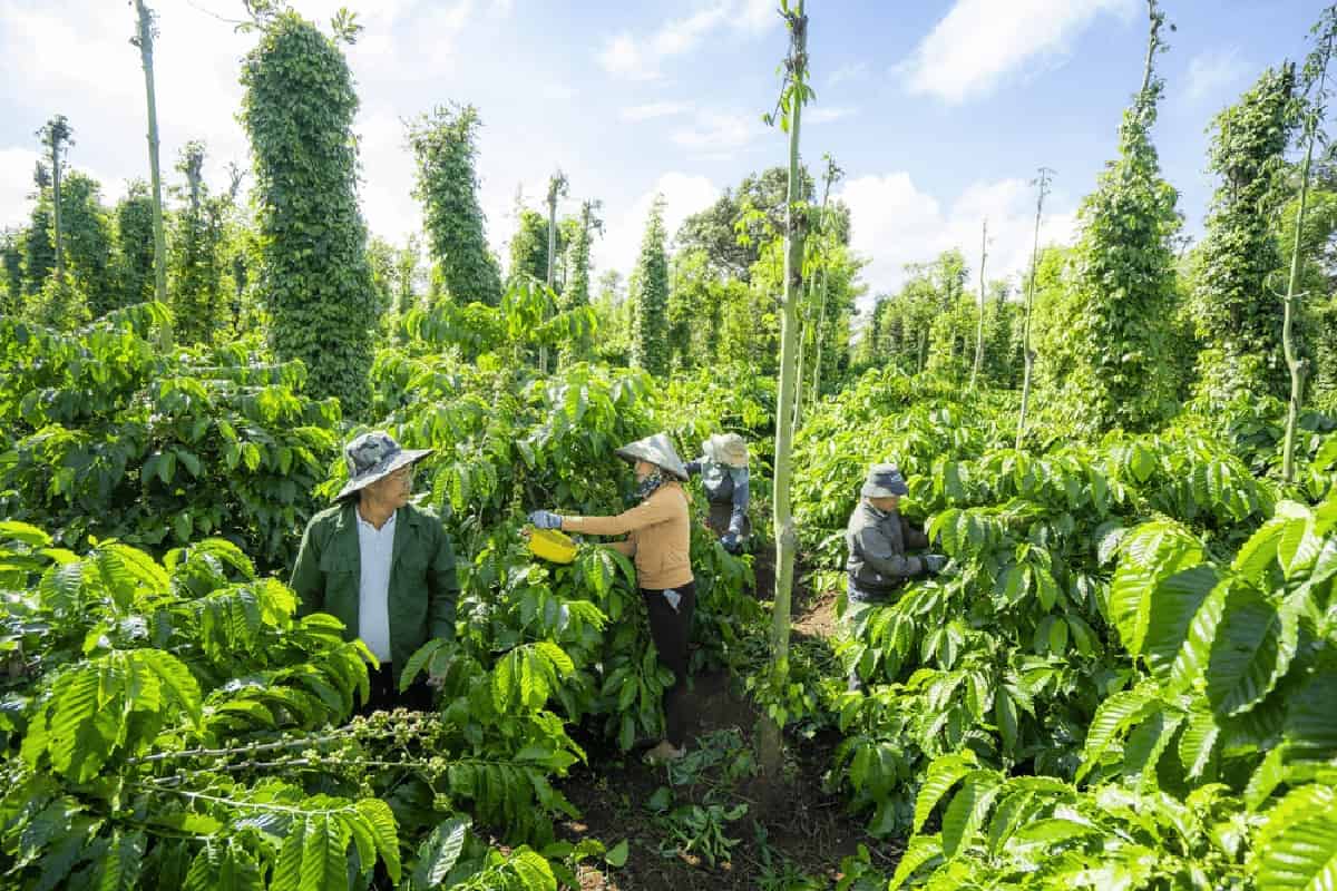 Coffee farmers working on crops 1200x800